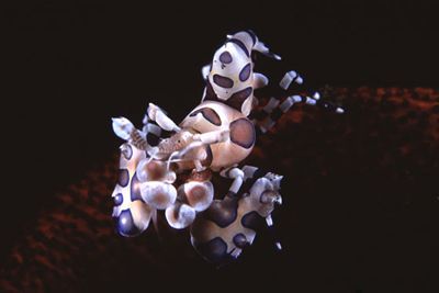 Harlequin shrimp feed on starfish and work as a pair to m... by Richard Smith 