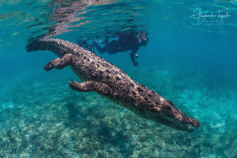 Cocodrile with snorkel, Gardens of the Queen Cuba by Alejandro Topete 