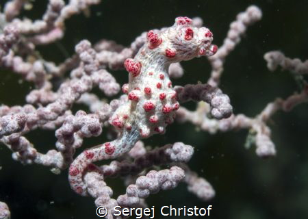 Pygmy seahorse by Sergej Christof 