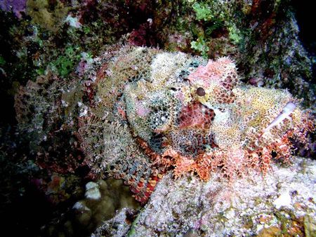 Scorpion fish taken at The Canyon Dahab with an Olympus C... by Anna Wright 
