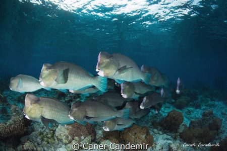 Bumphead Parrotfish by Caner Candemir 