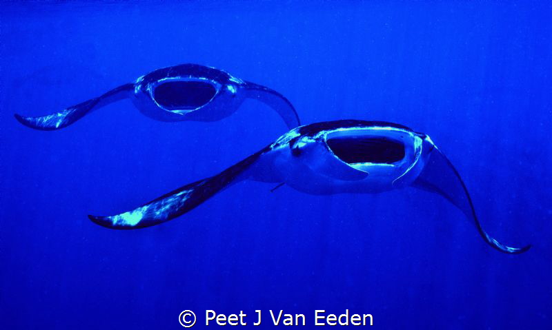 Mantas In flight  formation by Peet J Van Eeden 