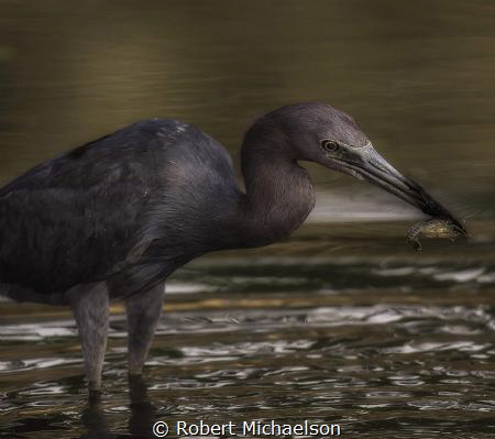 A little blue heron harvesting a crayfish in the San Anto... by Robert Michaelson 