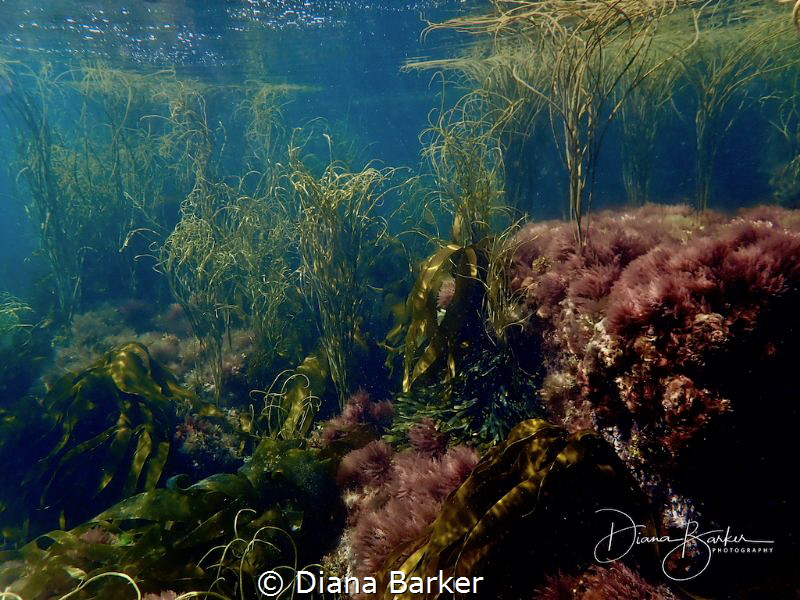 underwater garden near Portland Bill, Dorset, UK by Diana Barker 