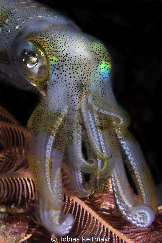 Reef Squid on night dive, Kalimaya Reef, Sumbawa by Tobias Reitmayr 