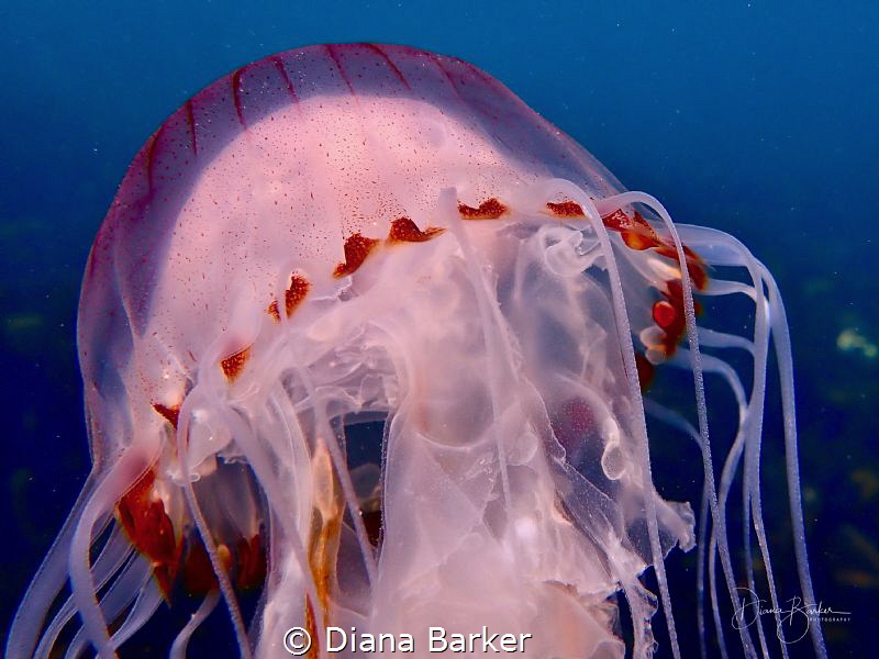 Compass Jellyfish off Portland Bill in Dorset, UK by Diana Barker 