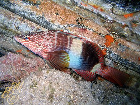 This fish is aptly named "Painted Comber" it looks like s... by Brian Mayes 