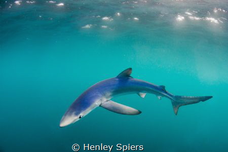 Blue Shark Invasion by Henley Spiers 