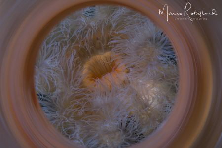 The beauty of an anemone seen by me by Mario Robillard 