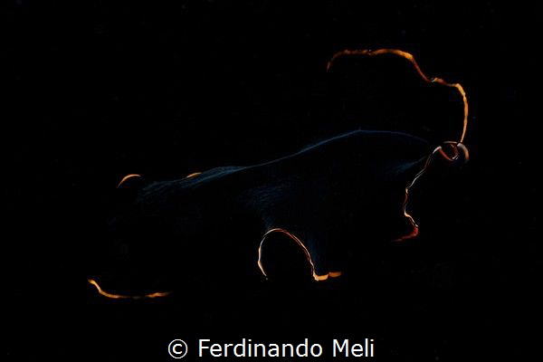 Underwater worm
(PROSTHECERAEUS SPLENDIDUS) by Ferdinando Meli 
