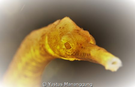 Pipefish... by Yustus Mananggung 