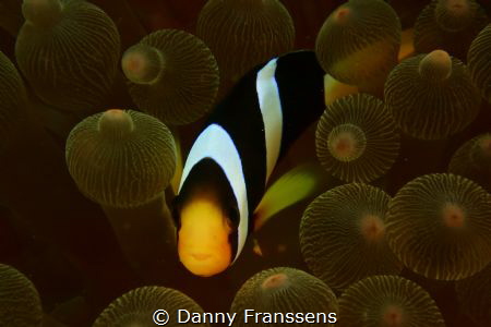 Clown fish hide and seek, with Nikon 1 camera and Nikon s... by Danny Franssens 