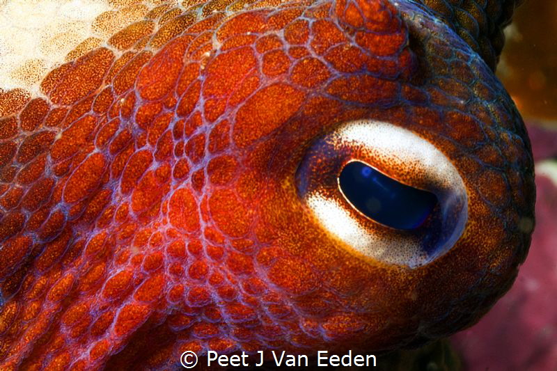 Reflection of the diver in the eye of an octopus by Peet J Van Eeden 