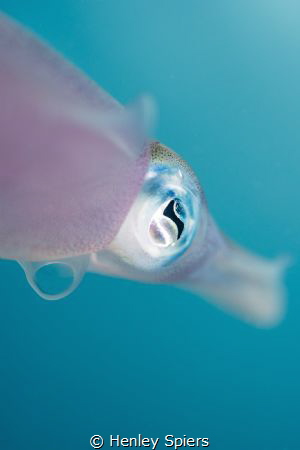 Squid by Henley Spiers 