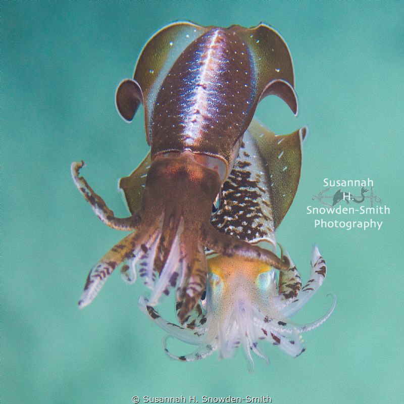 "Two To Tango" - Mating Squid! From what I've read, this ... by Susannah H. Snowden-Smith 