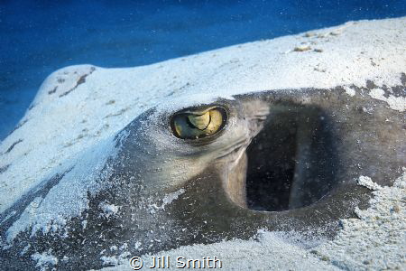This Southern stingray had just settled in the sand.  I t... by Jill Smith 