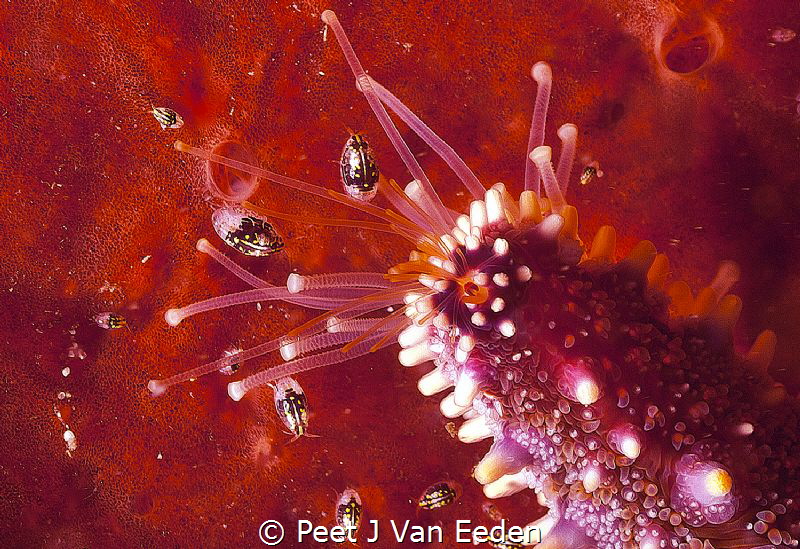 Reaching Out
Starfish reaching out to amphipods by Peet J Van Eeden 