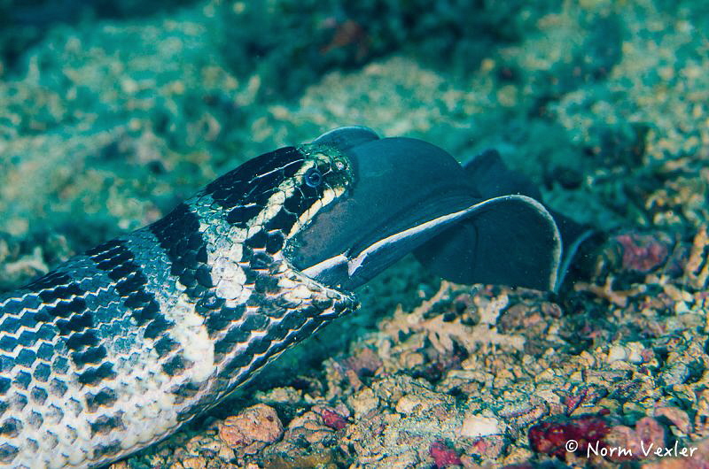 A Banded Sea Snake eating a Moray Eel!  Photographed in A... by Norm Vexler 