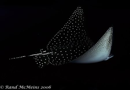 An Eagle Ray takes flight. Nikon D2x, 15mm. by Rand Mcmeins 