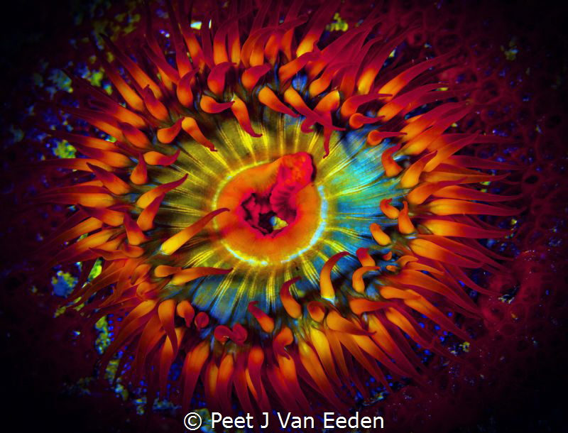 Sea-anemone in False Bay, Cape Peninsula
 by Peet J Van Eeden 