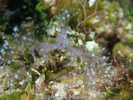 Spot the Crab! 
Neck crab with hydroids growing on it! by Lindsey Mobley 