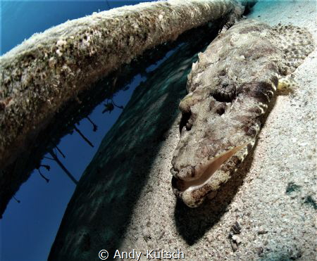 Crocodilefish in the red sea by Andy Kutsch 