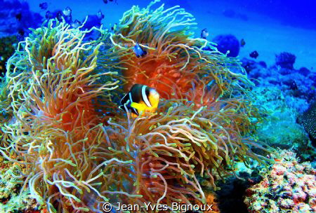 The usual suspects Anemone and Clownfish.
Balaclava Maur... by Jean-Yves Bignoux 