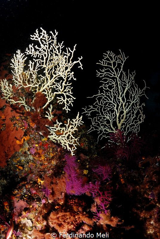Underwater trees
(EUNICELLA VERRUCOSA) by Ferdinando Meli 