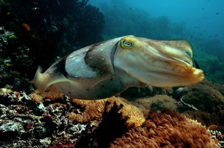 Cuttlefish at Yellow wall,, Nusa Kode, Indonesia. 2005 by Chris Wildblood 