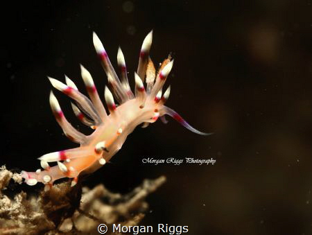 'Ballerina Flabellina' what grace ! Taken with a canon g7xii by Morgan Riggs 