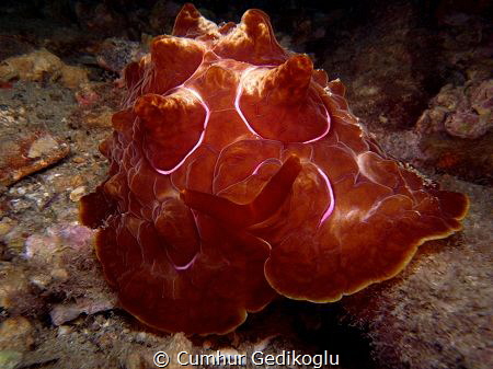 Pleurobranchus testudinarius
Illuminate by Cumhur Gedikoglu 