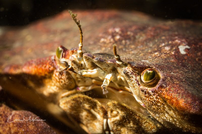 Eye of the Crab. by Chris Mckenna 