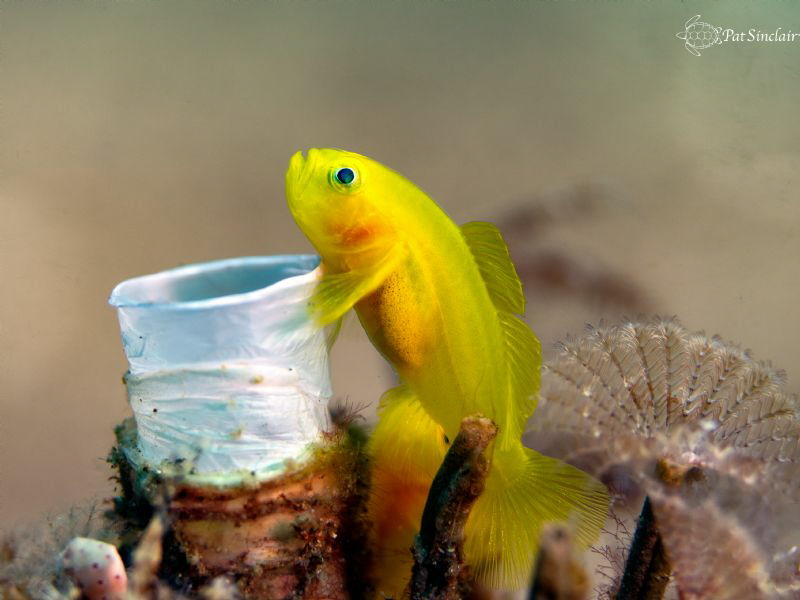"I love my Tubeworm home!!!"
Yellow goby *his mate is be... by Patricia Sinclair 