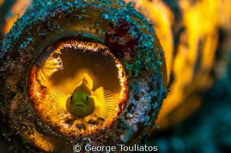 Yellow Goby in a bottle. I always liked the concept of ba... by George Touliatos 