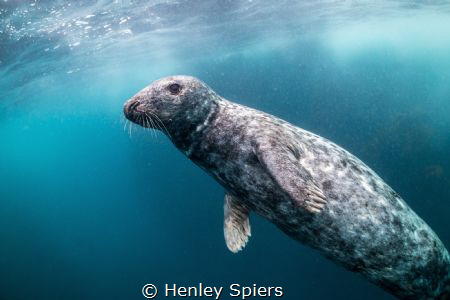 First Seal Encounter by Henley Spiers 