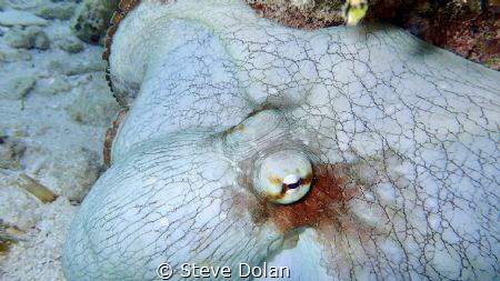 “Eye see you”. Caribbean Reef Octopus doing his best to b... by Steve Dolan 