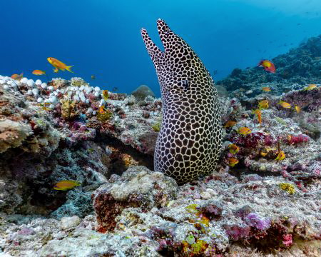 I was amazed by the marine life in the Maldives. The More... by Christopher Borel 