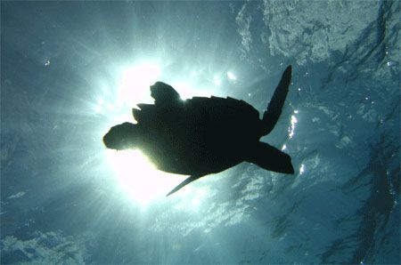 A turtle swimming in the sun. Tormentos, Cozumel. Canon S... by Paul Holota 