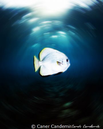 Orbicular Batfish in Sipadan Island by Caner Candemir 