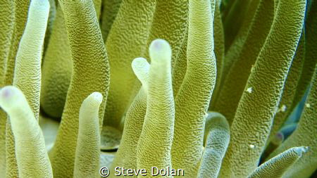 Pink Tip Anemone in shallow water during a trip to the Be... by Steve Dolan 