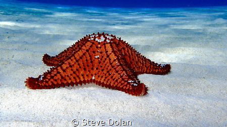 Cushion Sea Star in the Berry Islands by Steve Dolan 