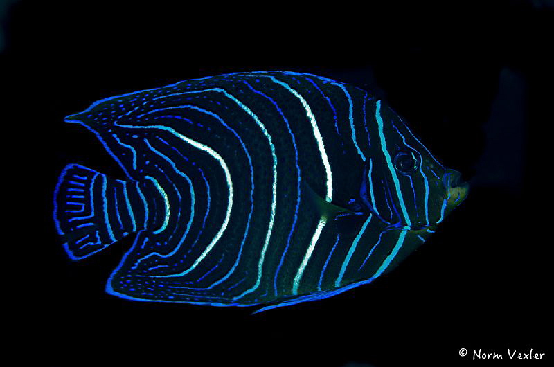 Semicircle Angelfish - juvenile, photographed in Anilao. by Norm Vexler 