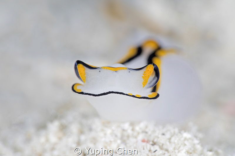 Baby face (Nudibranch /Chelidonura Pallida)/Romblon,Phili... by Yuping Chen 