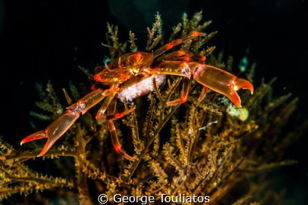 Devil Crab by George Touliatos 