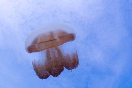 Jellyfish lake by Tom Meyer 