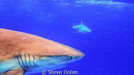 Caribbean Reef Shark. In the Bahamas south of Nassau. (A ... by Steve Dolan 