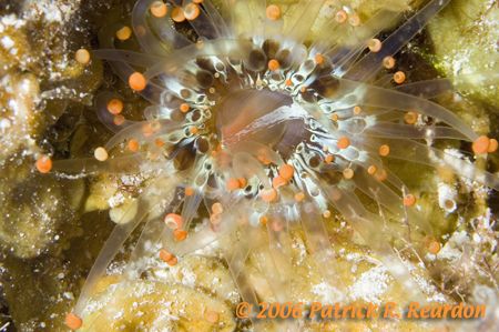 Orange-ball corallimorph. Night dive, Turks & Caicos. D10... by Patrick Reardon 