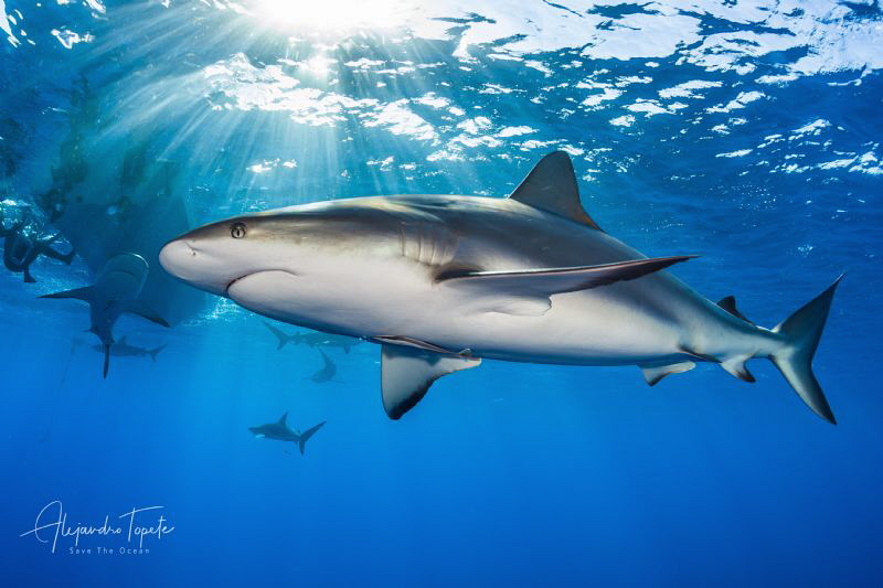 Caribean Reef Shark and Sun Rays, Gardens of the Queen by Alejandro Topete 