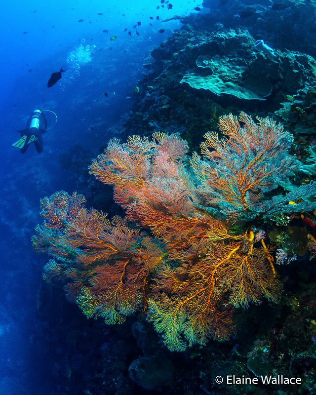 Celebrating our coral reefs - fragile, vital for our plan... by Elaine Wallace 