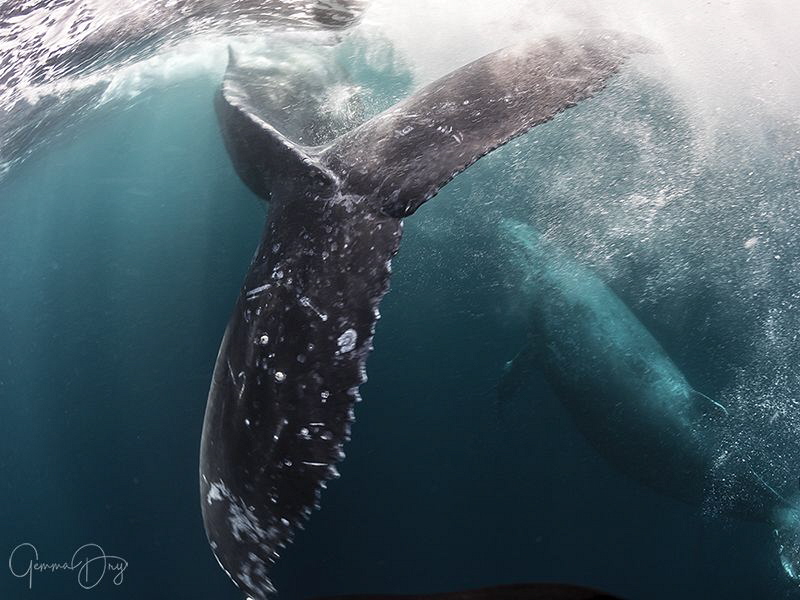 That moment when you are so close to a humpback whale you... by Gemma Dry 